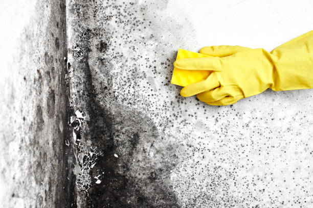 Best Basement Mold Remediation in Braddock Heights, MD