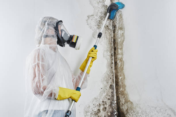 Best Post-Flood Mold Remediation in Braddock Heights, MD